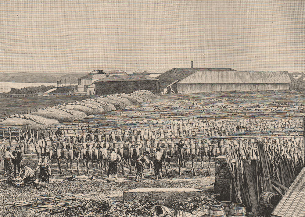 A Saladero at Salto. Uruguay 1885 old antique vintage print picture